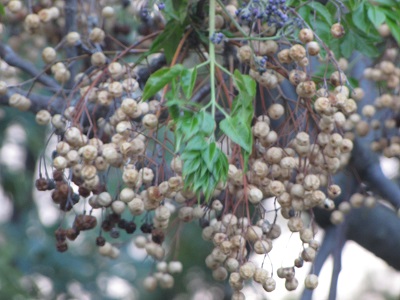Fruits de lilas de Perse.