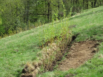 8 jeunes saules des vanniers plantés en ligne.