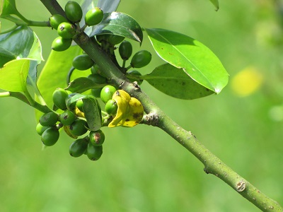 Branche de houx avec quelques feuilles et quelques fruits encore verts.