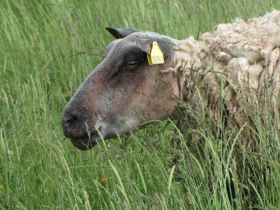 tête d'un mouton dans l'herbe.