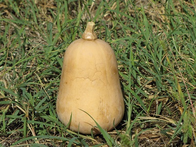 Courge butternut.