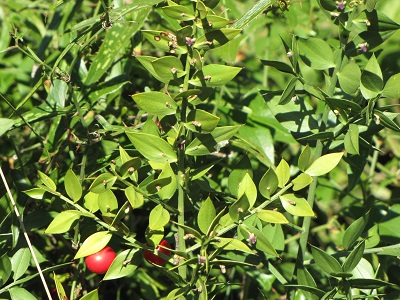 Fragon petit-houx et fruits rouges.