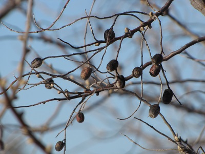 Olives de Bohême sèches.