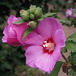 hibiscus "woodbridge".
