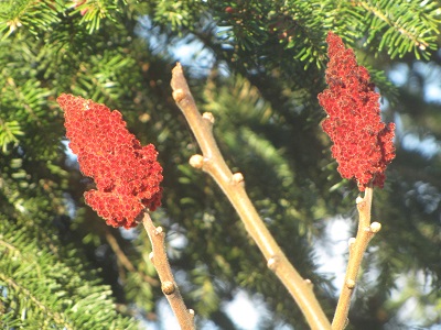 Fruits de sumac de Virginie.