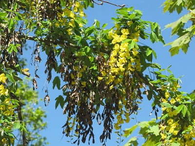 Fleurs de cytise.