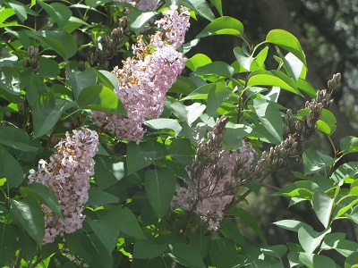 Fleurs et graines de lilas.