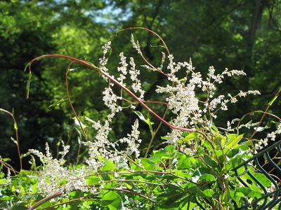 Renouée d'Aubert en fleurs.