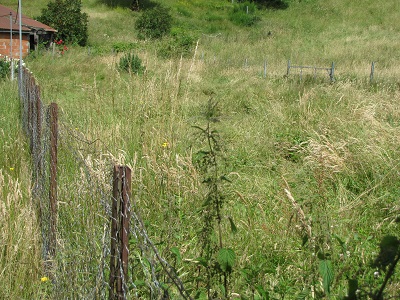 Jardin avec de hautes herbes.