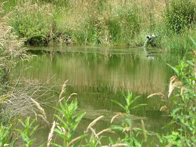 Bassin naturel.