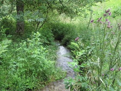 Ruisseau.
