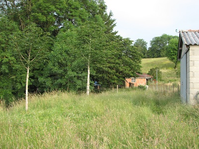 Deux petits marronniers.