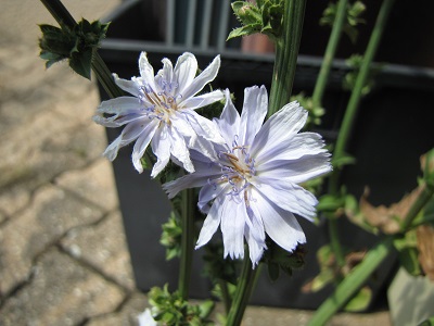 Deux fleurs de chicorée.