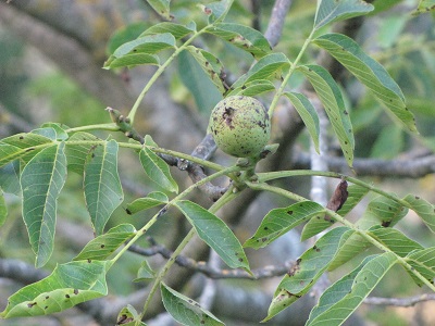 Noyer et noix malades.