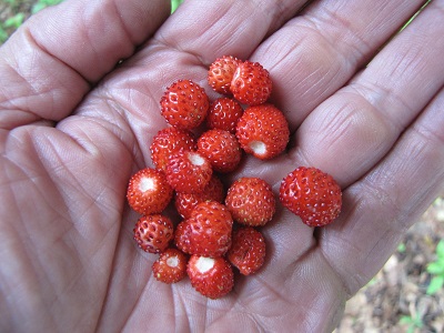 Fraises des bois dans une main.