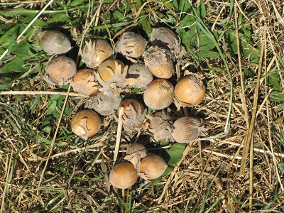 Grosses noisettes récoltées.