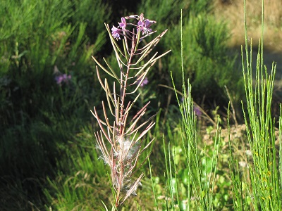 Grande plante bleue à siliques et plumeaux de graies.