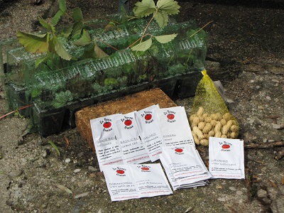 Sachets de semences et pots de fraisiers.