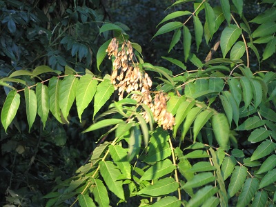 Feuilles et samares d'ailante.