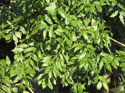 Feuilles de frêne.
