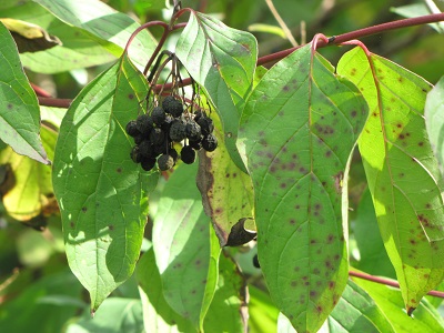 Feuilles et graines de cornouiller.