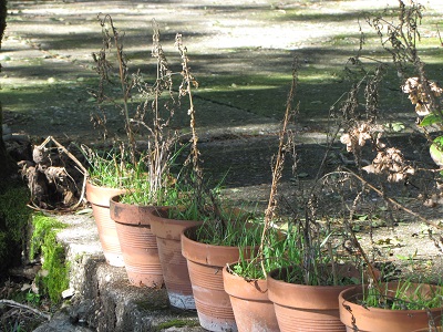 Pots de chénopode blanc.