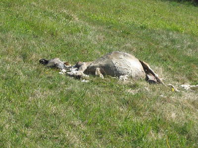 Mouton mort.