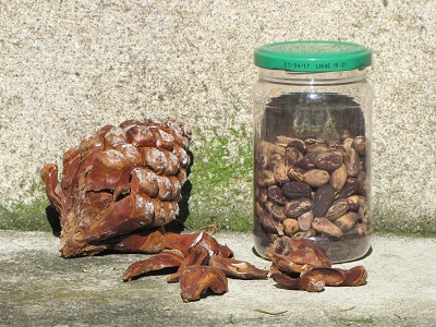 Pignons et pommes de pin.