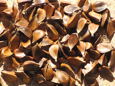 Faînes de hêtre.