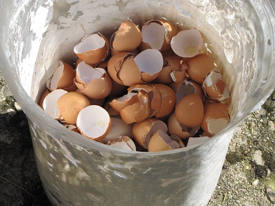 Seau de coquilles d'œufs.