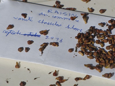 Pépins de raisin.