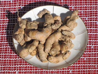 Rizhomes de curcuma.