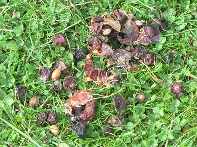 Petites prunes rouges sauvages écrasées et séchées.