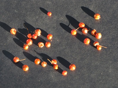 Petites baies rouges.