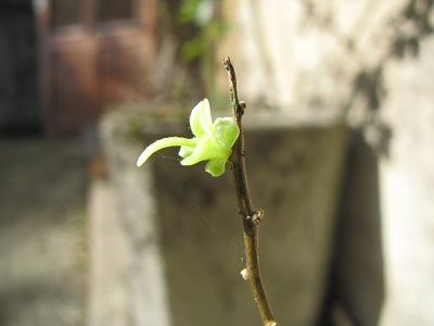 Goji, jeune feuille.