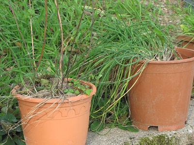 Pots de mélisse et de ciboulette.