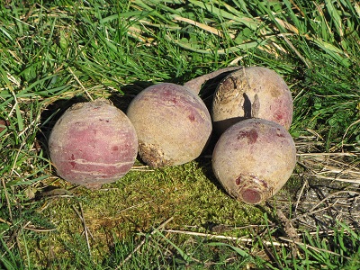 4 betteraves dans l'herbe.