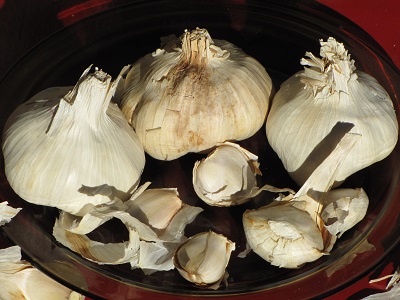 Têtes et gousses d'ail.