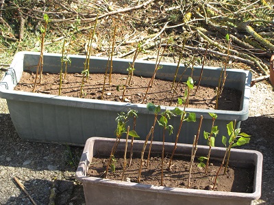 Boutures de saule et de peuplier.
