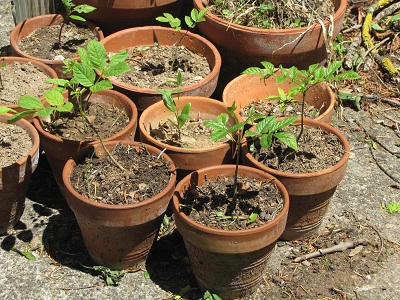 Jeunes frênes en pots.