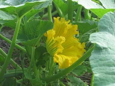 Fleur de potimarron.