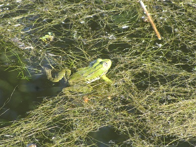 Grenouille sur des herbes aquatiques.