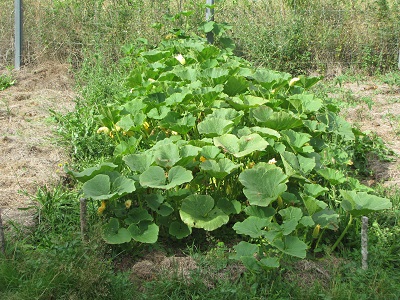 Potimarrons au jardin.