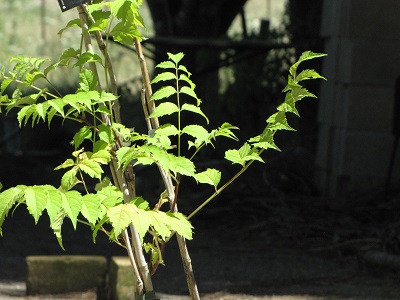 Bignone en feuilles.