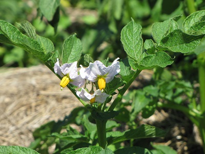 Fleurs et feuilles de pommes de terre.