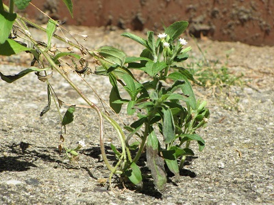 Touffe de feuilles de stévia.