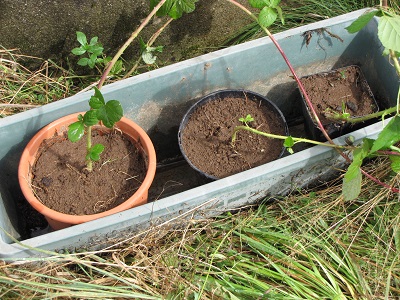 Trois pots de marcottage de ronces.
