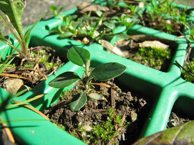 Jeune plantule de cotonéaster.