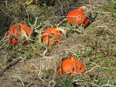Potimarrons mûrs au jardin.