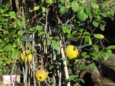 Cognassier du Japon vu de près avec des fruits.